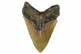Fossil Megalodon Tooth - North Carolina #354432-2
